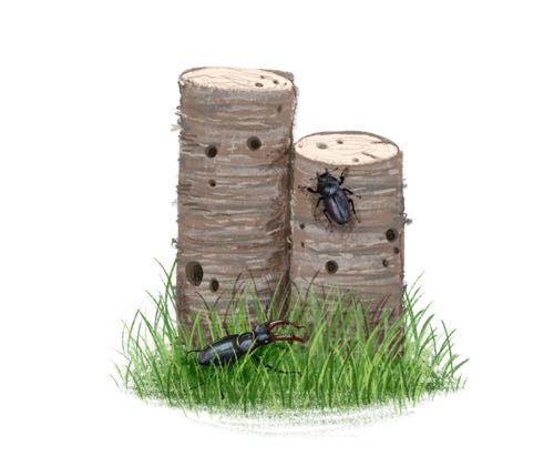 Tree Stumps with Stag Beetle