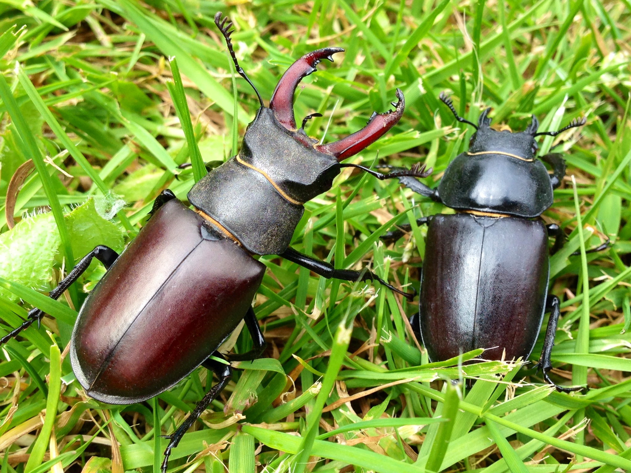 Stag Beetles