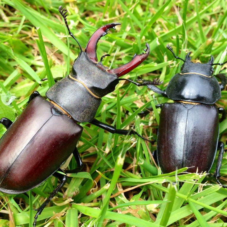 Male and female stag beetle on grass